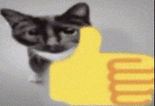 cat thumbs up cat gif