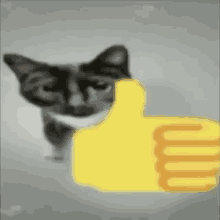 cat thumbs up middle finger cat gif