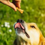 CBD for Dogs: Exploring the Potential of CBD for Pet Wellness CBD for Dogs