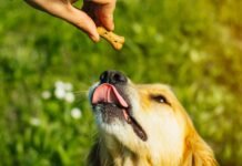 CBD for Dogs: Exploring the Potential of CBD for Pet Wellness CBD for Dogs