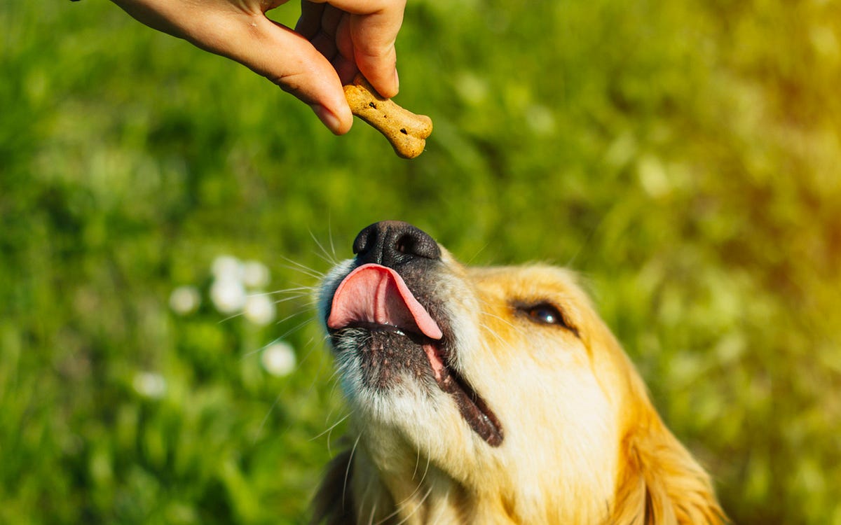 CBD for Dogs