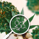 Medical Cannabis: An Informative Guide to the Ever-Evolving World Medical Cannabis