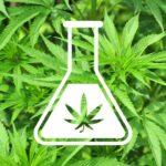 Delta 8 vs Delta 9: Intricacies and Difference Delta 8 vs Delta 9