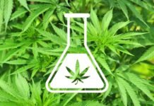 Delta 8 vs Delta 9: Intricacies and Difference Delta 8 vs Delta 9